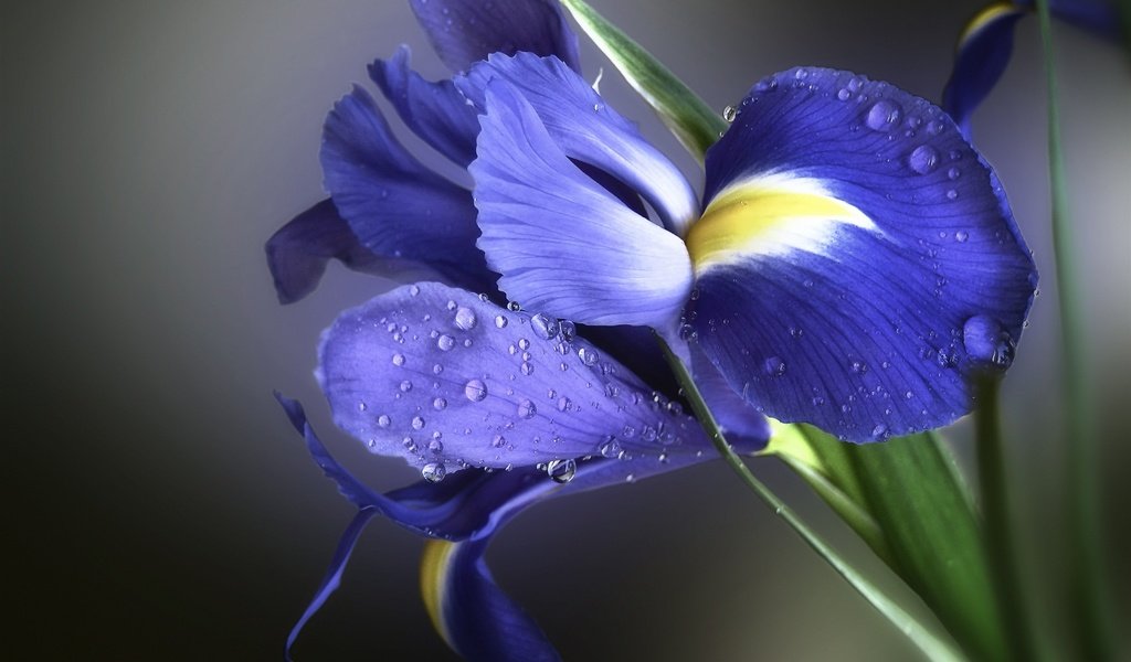 Обои фон, цветок, капли, лепестки, ирис, background, flower, drops, petals, iris разрешение 2048x1536 Загрузить