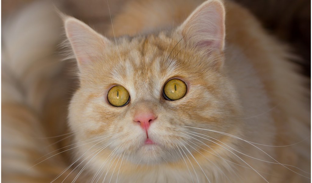 Обои глаза, морда, кот, усы, кошка, взгляд, eyes, face, cat, mustache, look разрешение 2048x1370 Загрузить