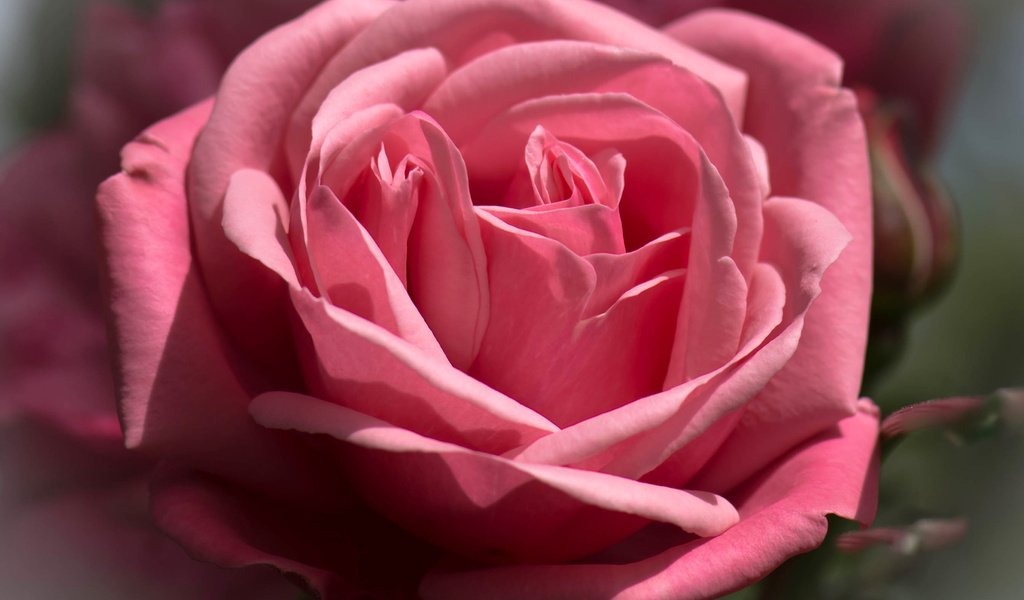Обои макро, цветок, роза, лепестки, бутон, macro, flower, rose, petals, bud разрешение 1920x1350 Загрузить