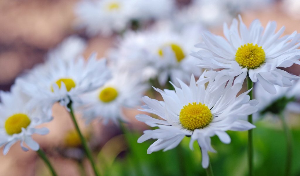 Обои макро, поле, лепестки, ромашки, macro, field, petals, chamomile разрешение 2232x1484 Загрузить