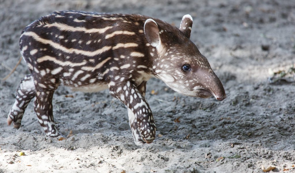 Обои пятна, животное, нос, лапки, детеныш, тапир, spot, animal, nose, legs, cub, tapir разрешение 2048x1365 Загрузить