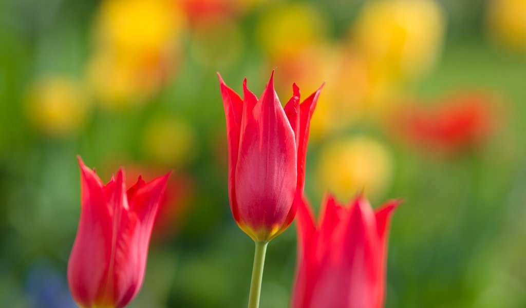 Обои цветы, природа, лепестки, весна, тюльпаны, flowers, nature, petals, spring, tulips разрешение 2048x1365 Загрузить