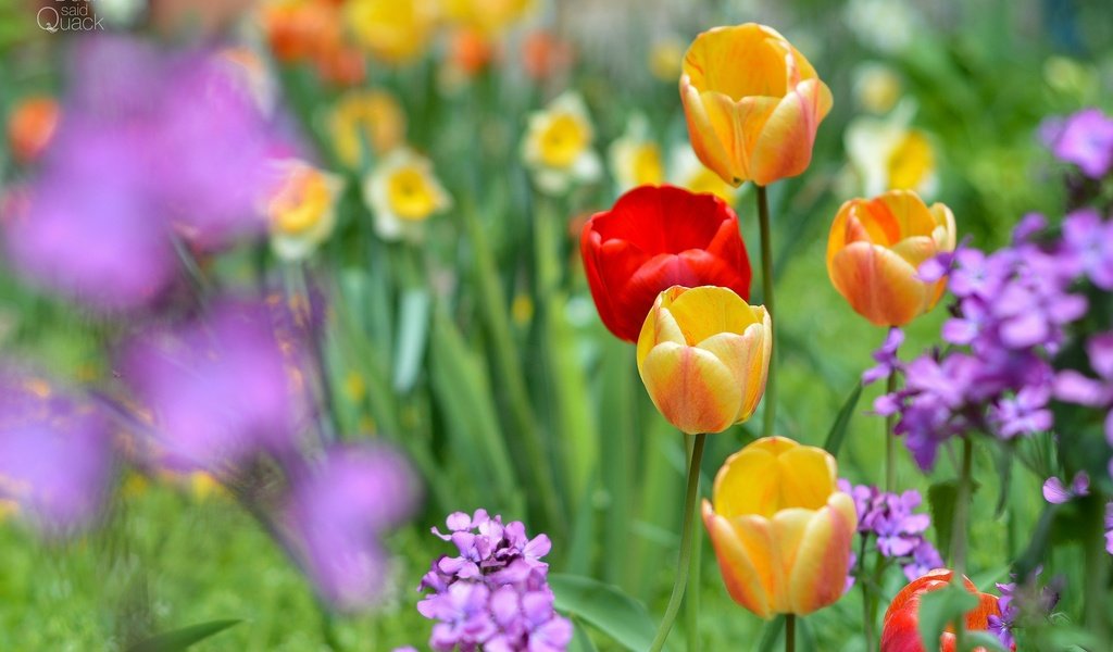 Обои цветы, весна, тюльпаны, нарциссы, flowers, spring, tulips, daffodils разрешение 2048x1365 Загрузить