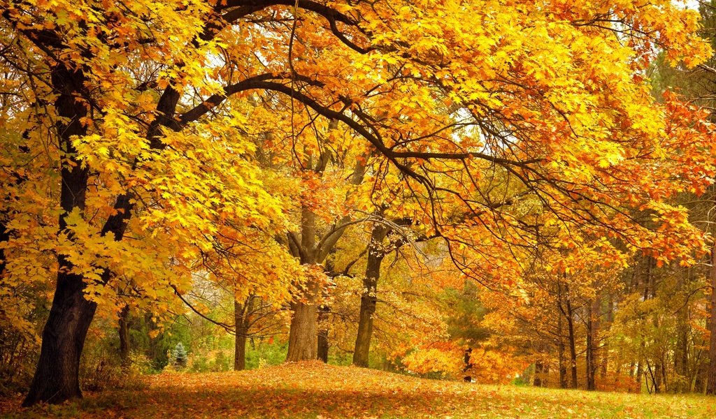 Обои деревья, листья, парк, осень, желтые, trees, leaves, park, autumn, yellow разрешение 2560x1600 Загрузить