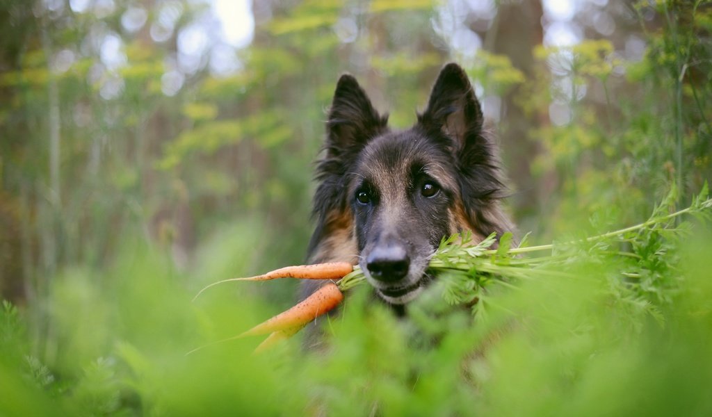 Обои фон, собака, немецкая овчарка, морковка, background, dog, german shepherd, carrot разрешение 2560x1709 Загрузить