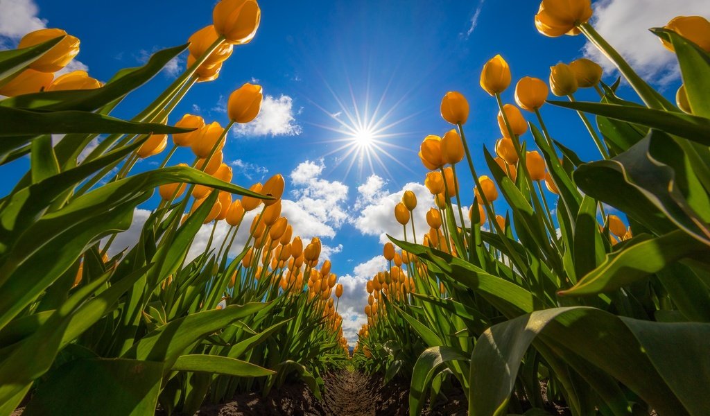 Обои небо, цветы, облака, поле, тюльпаны, жёлтые тюльпаны, the sky, flowers, clouds, field, tulips, yellow tulips разрешение 2048x1365 Загрузить