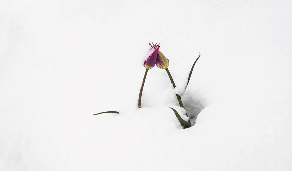 Обои цветы, снег, бутоны, тюльпаны, flowers, snow, buds, tulips разрешение 2048x1300 Загрузить