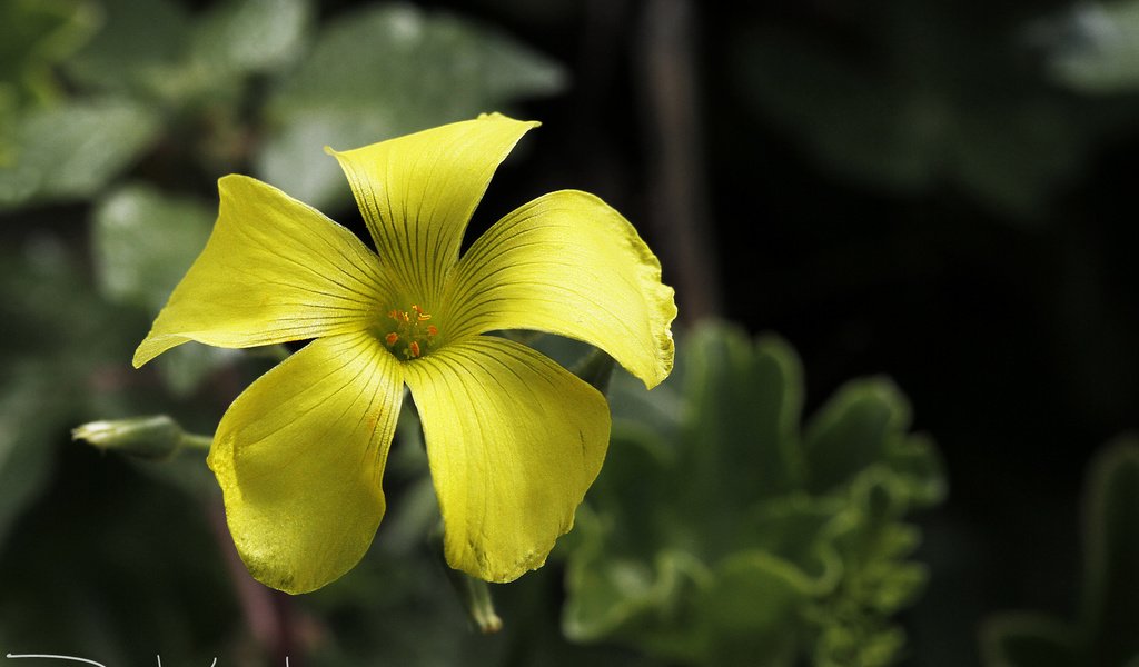 Обои природа, листья, фон, цветок, лепестки, желтые, кислица, davide lopresti, nature, leaves, background, flower, petals, yellow, oxalis разрешение 2000x1333 Загрузить