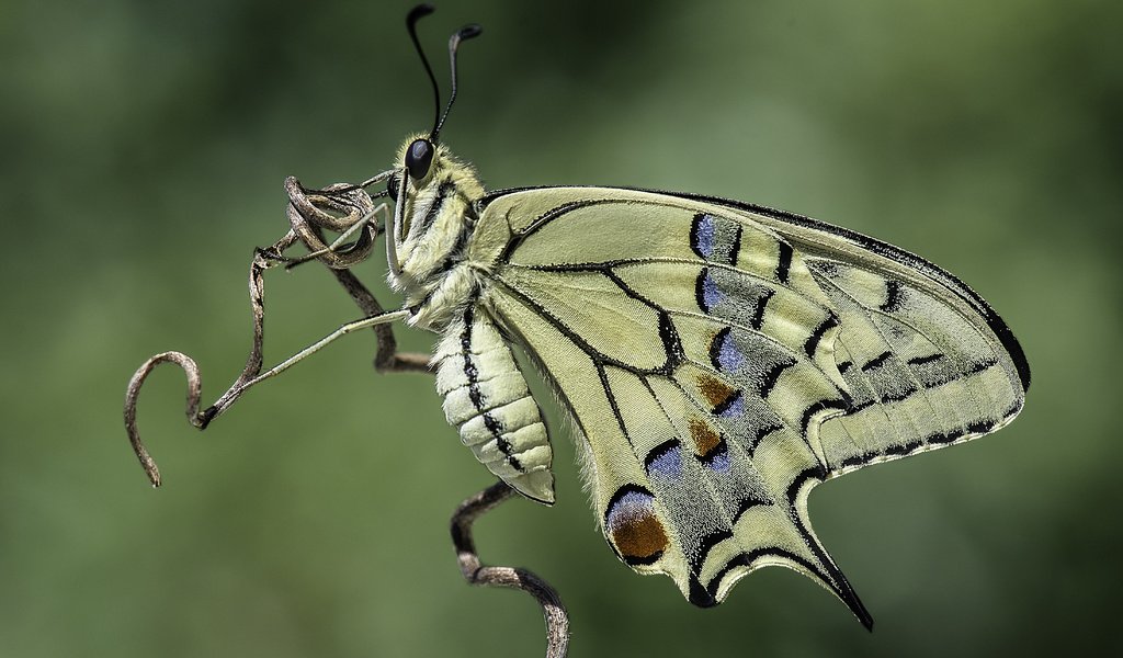 Обои природа, насекомое, фон, бабочка, davide lopresti, махаон, nature, insect, background, butterfly, swallowtail разрешение 4385x2927 Загрузить