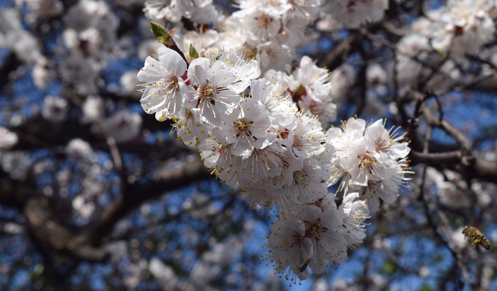 Обои небо, цветы, цветение, ветки, весна, пчелы, the sky, flowers, flowering, branches, spring, bees разрешение 6000x4000 Загрузить