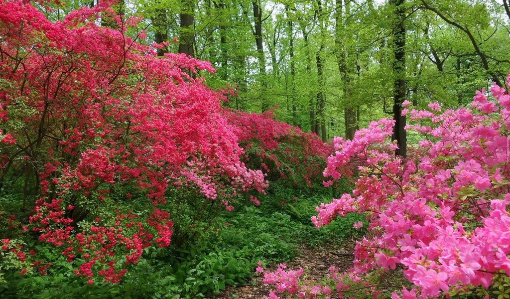 Обои деревья, цветение, лес, швейцария, тропинка, весна, trees, flowering, forest, switzerland, path, spring разрешение 2880x1920 Загрузить