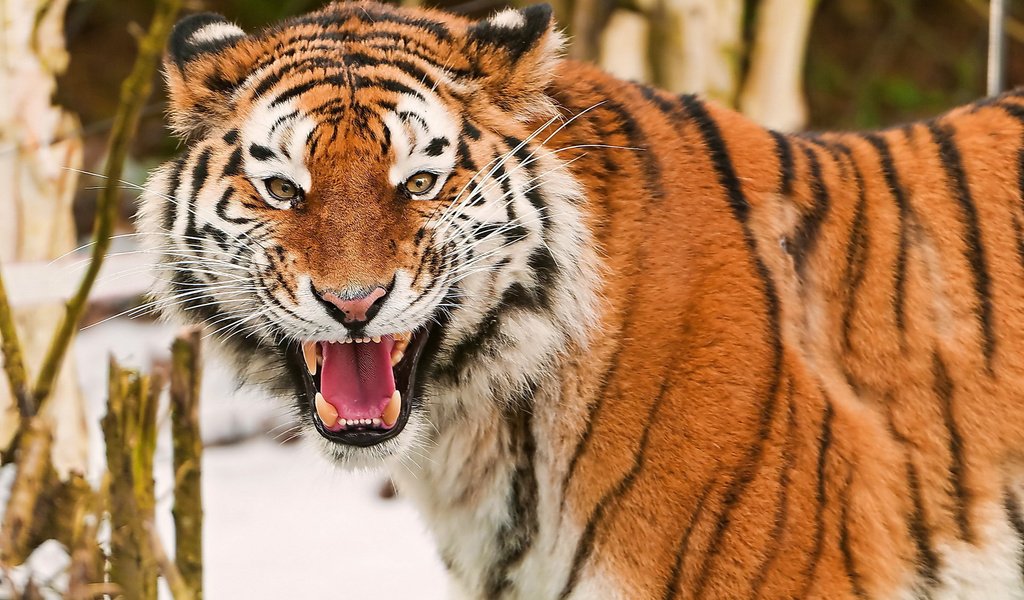 Обои тигр, глаза, морда, взгляд, клыки, зубы, tiger, eyes, face, look, fangs, teeth разрешение 1920x1200 Загрузить