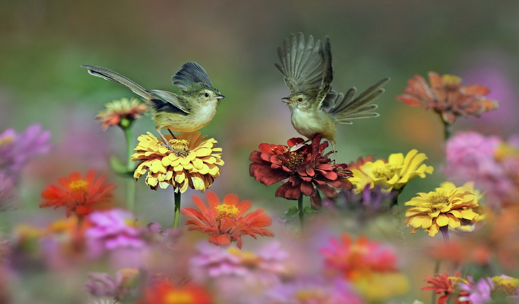 Обои цветы, природа, крылья, птицы, пара, цинния, циннии, flowers, nature, wings, birds, pair, zinnia, zinnias разрешение 2048x1367 Загрузить