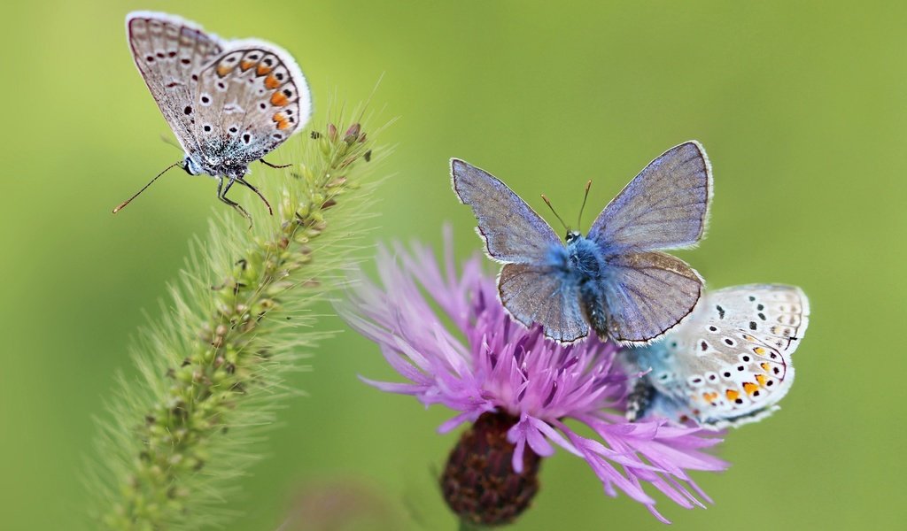 Обои бабочки, butterfly разрешение 3840x2160 Загрузить