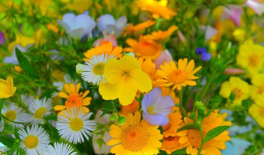 Обои цветы, лепестки, ромашки, маргаритки, фиалки, flowers, petals, chamomile, daisy, violet разрешение 3000x1929 Загрузить