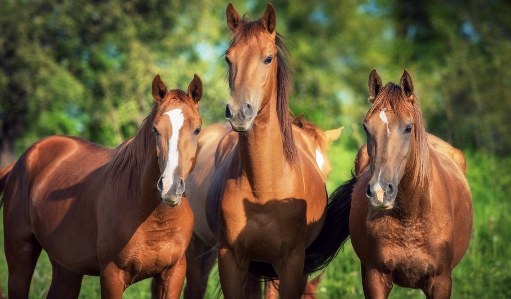 Обои лошадь, природа, фон, лошади, кони, коричневые, horse, nature, background, horses, brown разрешение 3745x2500 Загрузить
