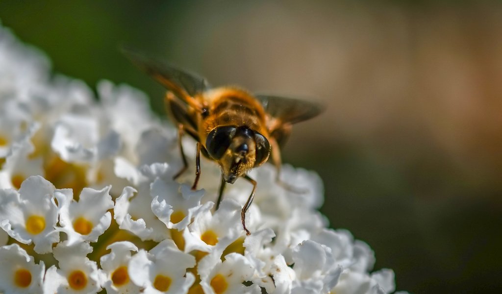 Обои цветы, насекомое, муха, журчалка, flowers, insect, fly, gorzalka разрешение 3575x2740 Загрузить