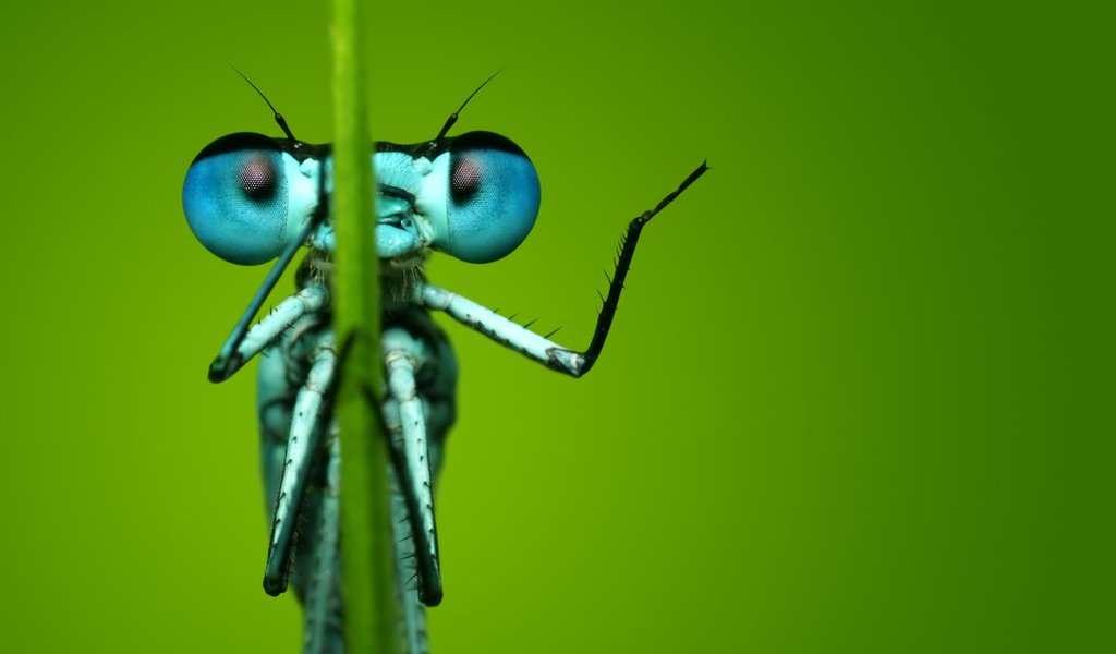 Обои глаза, макро, насекомое, фон, стрекоза, eyes, macro, insect, background, dragonfly разрешение 2560x1600 Загрузить