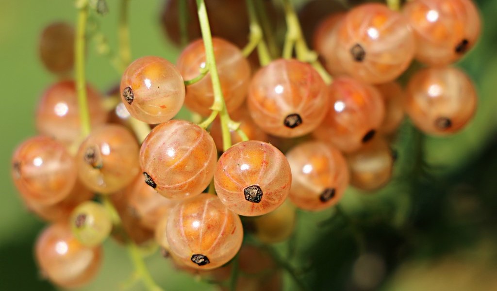 Обои ягоды, смородина, крупным планом, berries, currants, closeup разрешение 2744x1911 Загрузить