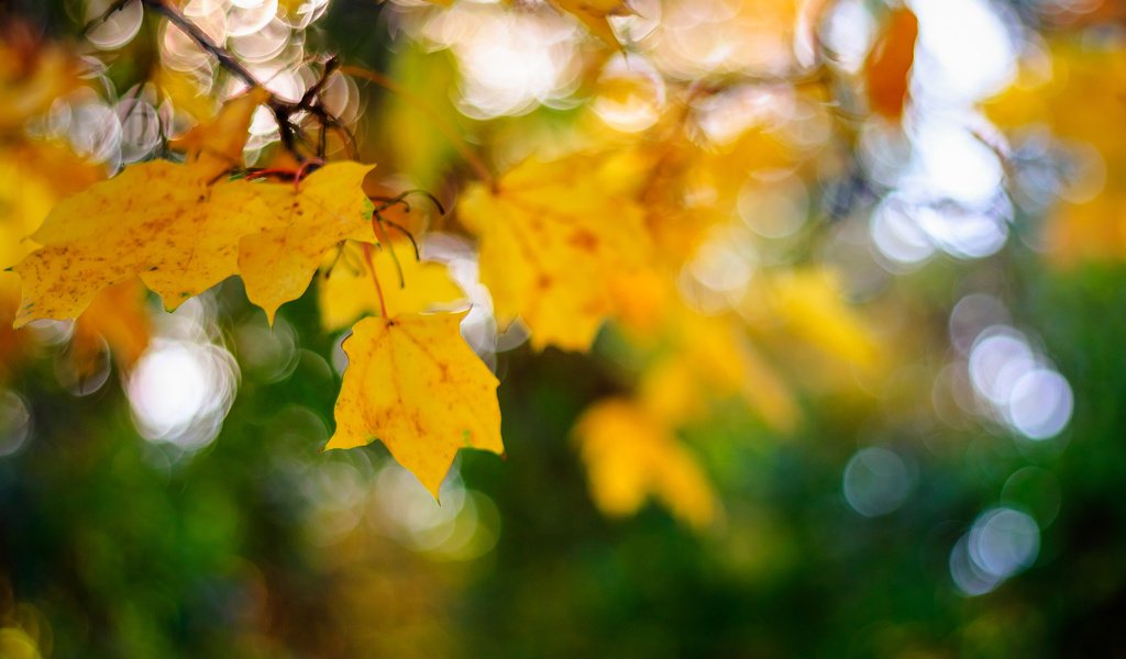 Обои листья, макро, осень, кленовый лист, боке, leaves, macro, autumn, maple leaf, bokeh разрешение 3840x2400 Загрузить