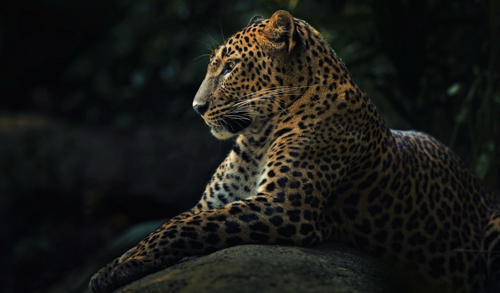 Обои морда, лапы, леопард, хищник, профиль, животное, face, paws, leopard, predator, profile, animal разрешение 2560x1600 Загрузить