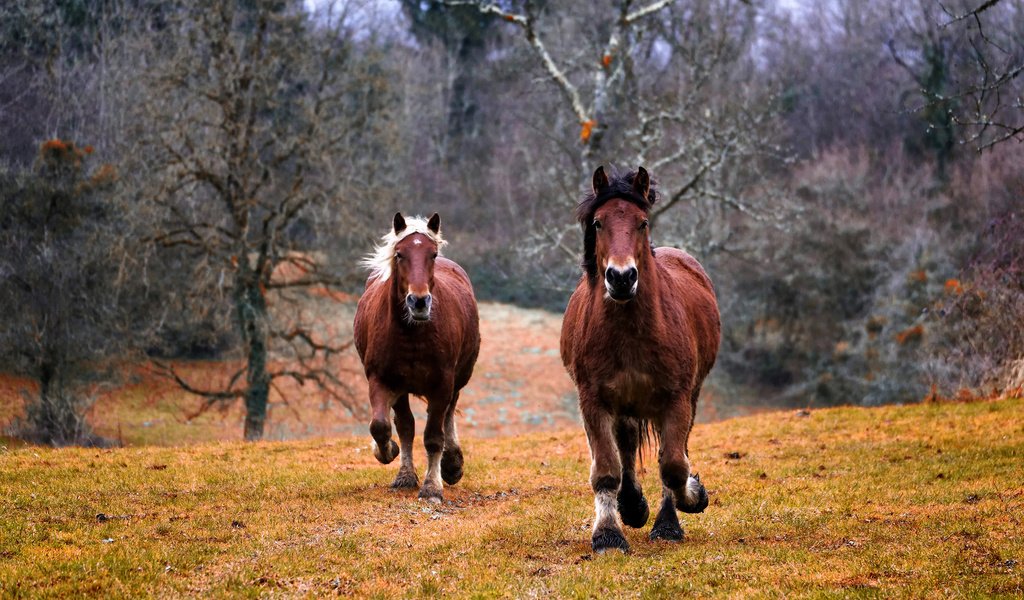 Обои лошадь, природа, лошади, кони, грива, бег, копыта, horse, nature, horses, mane, running, hooves разрешение 3048x1875 Загрузить