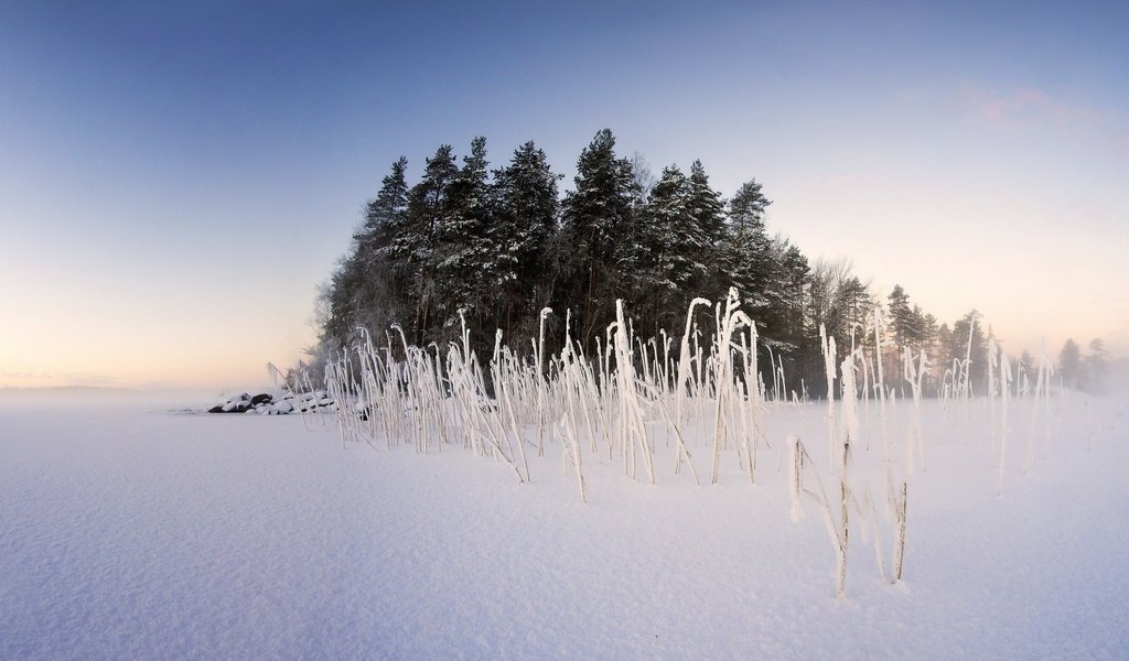 Обои небо, деревья, снег, природа, растения, зима, пейзаж, туман, the sky, trees, snow, nature, plants, winter, landscape, fog разрешение 1920x1080 Загрузить