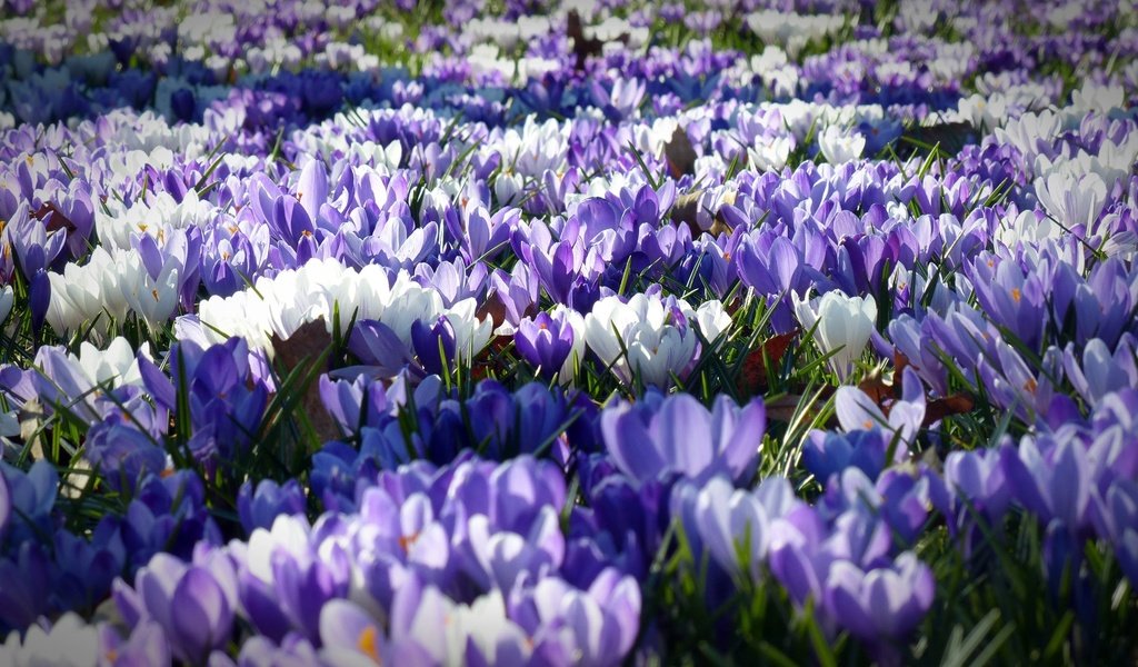 Обои цветы, лепестки, весна, белые, фиолетовые, крокусы, flowers, petals, spring, white, purple, crocuses разрешение 4000x2250 Загрузить