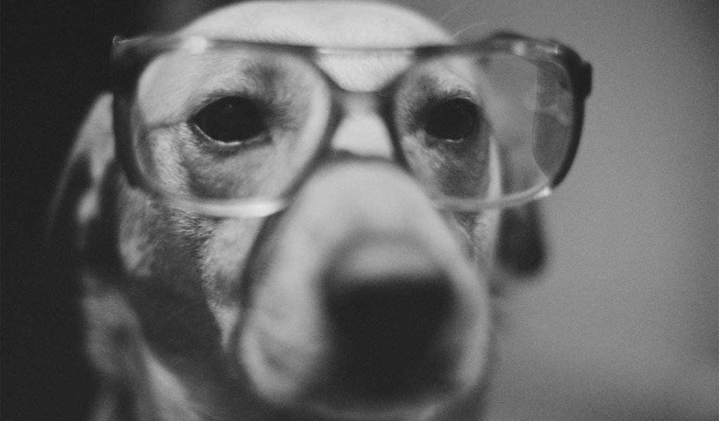 Обои мордочка, взгляд, очки, чёрно-белое, собака, нос, muzzle, look, glasses, black and white, dog, nose разрешение 1920x1200 Загрузить