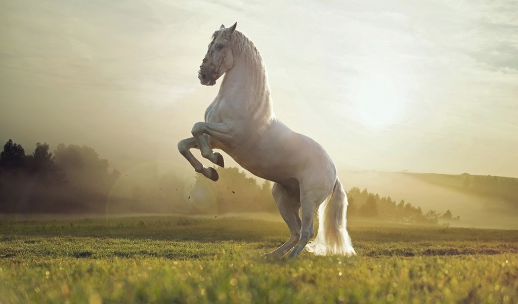 Обои небо, лошадь, трава, конь, грива, копыта, the sky, horse, grass, mane, hooves разрешение 1920x1080 Загрузить