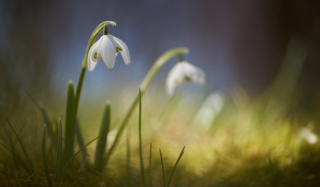 Обои цветы, размытость, весна, подснежники, signe goldmann, flowers, blur, spring, snowdrops разрешение 1920x1080 Загрузить