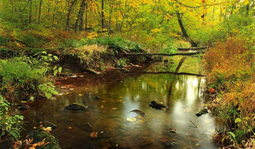 Обои трава, деревья, река, природа, камни, лес, отражение, осень, grass, trees, river, nature, stones, forest, reflection, autumn разрешение 1920x1200 Загрузить