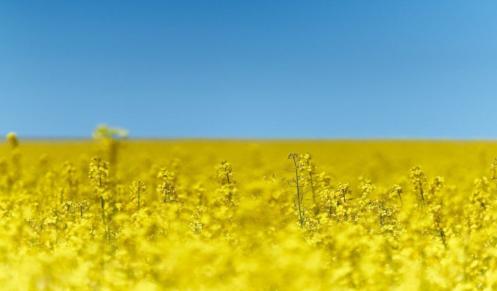 Обои небо, цветы, природа, поле, рапс, the sky, flowers, nature, field, rape разрешение 2880x1800 Загрузить