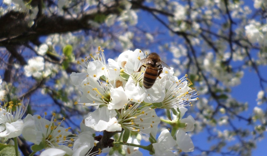 Обои цветение, пчела, слива, апрель, flowering, bee, drain, april разрешение 2560x1600 Загрузить