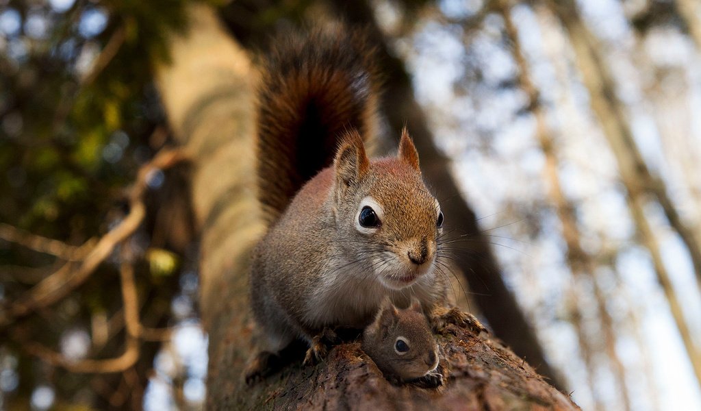 Обои дерево, животное, белка, зверек, белочка, грызун, бельчонок, tree, animal, protein, squirrel, rodent разрешение 2048x1365 Загрузить