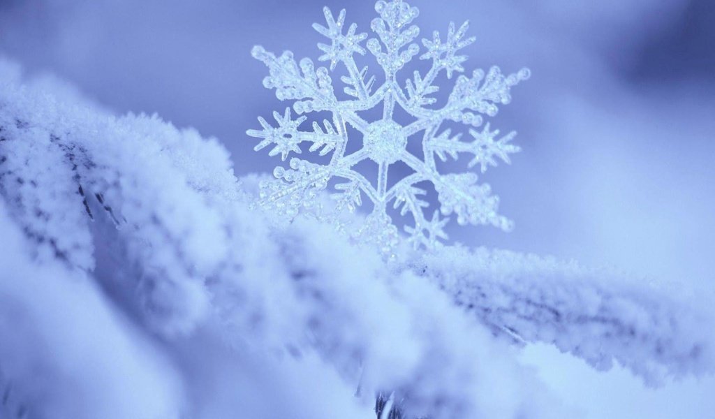 Обои ветка, снег, природа, зима, макро, снежинка, branch, snow, nature, winter, macro, snowflake разрешение 2560x1600 Загрузить