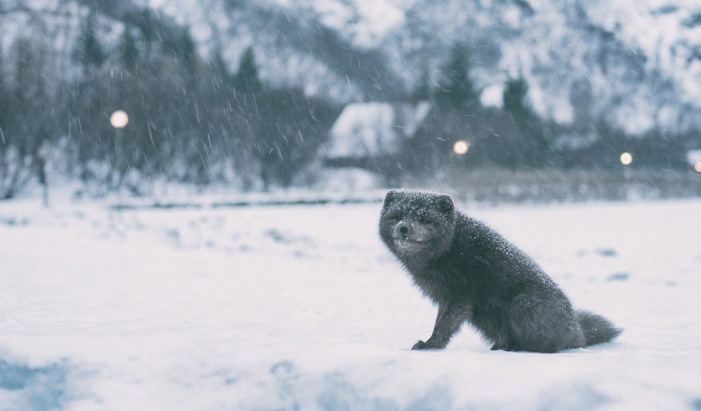 Обои снег, зима, песец, полярная лисица, арктическая лиса, snow, winter, fox, polar fox, arctic fox разрешение 3840x2400 Загрузить