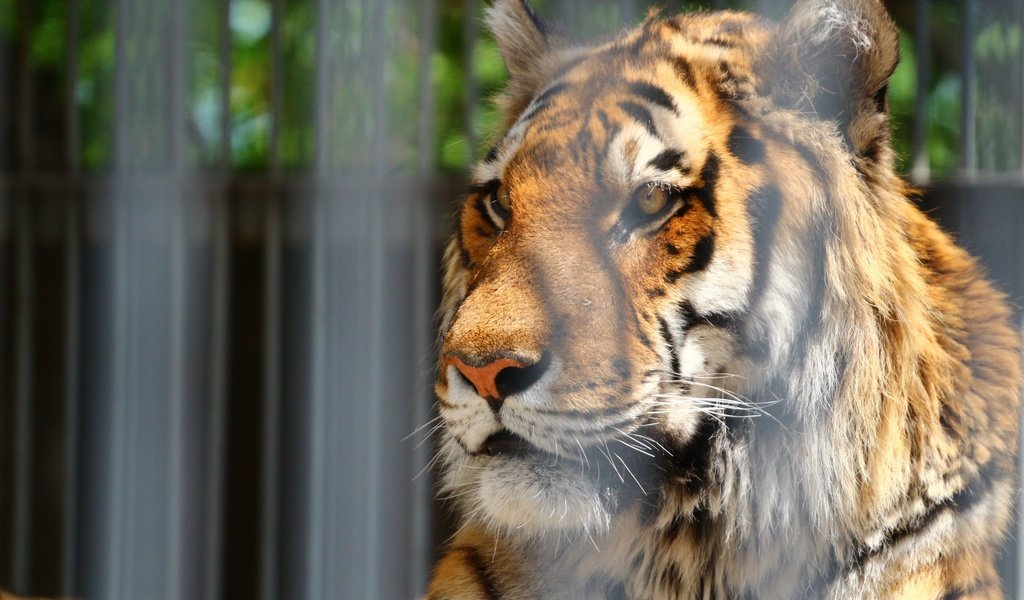 Обои тигр, морда, взгляд, зоопарк, tiger, face, look, zoo разрешение 1920x1280 Загрузить