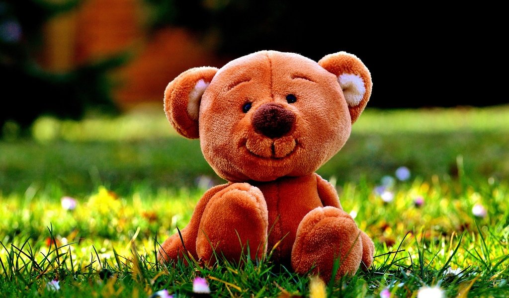 Обои цветы, трава, медведь, мишка, игрушка, луг, плюшевый медведь, flowers, grass, bear, toy, meadow, teddy bear разрешение 1920x1276 Загрузить