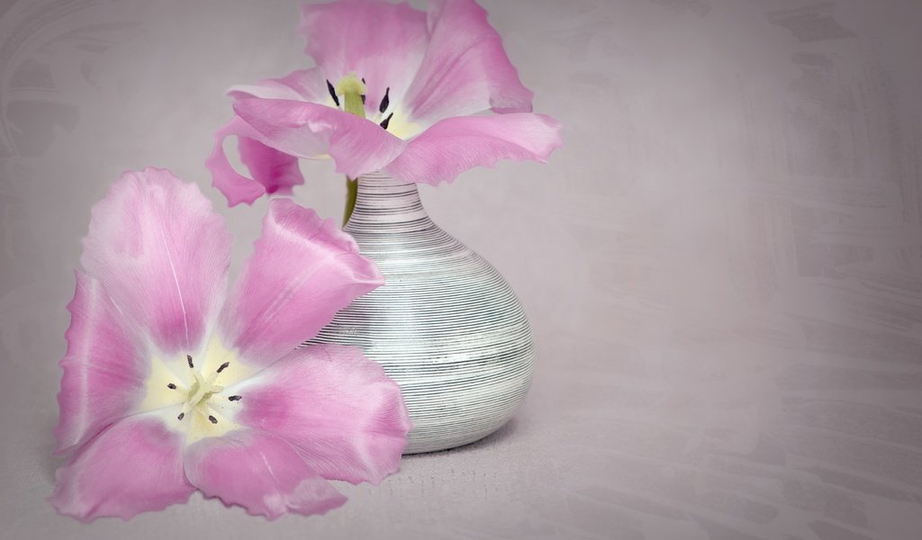 Обои цветы, лепестки, тюльпаны, ваза, flowers, petals, tulips, vase разрешение 2876x1920 Загрузить