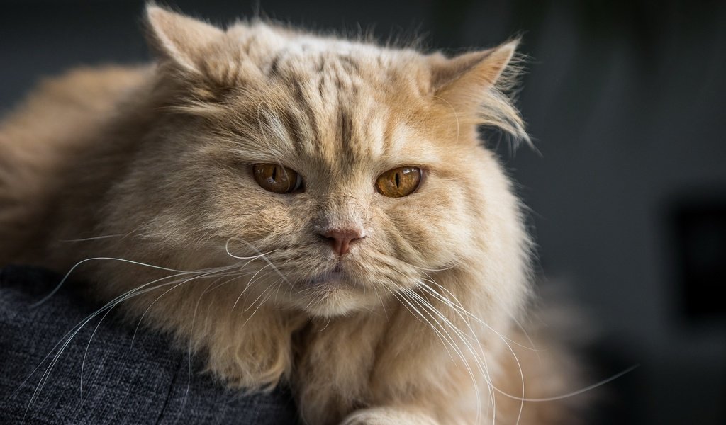 Обои кот, мордочка, кошка, взгляд, британская длинношёрстная кошка, британская длинношерстная, cat, muzzle, look, british longhair cat, british longhair разрешение 2560x1600 Загрузить