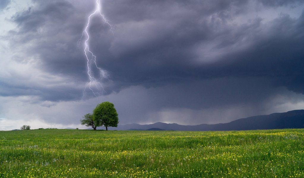 Обои небо, гроза, цветы, трава, дерево, тучи, пейзаж, молния, поле, the sky, the storm, flowers, grass, tree, clouds, landscape, lightning, field разрешение 3840x2400 Загрузить