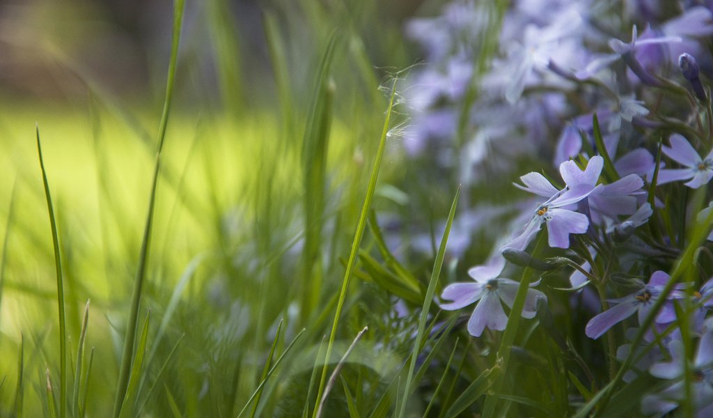 Обои цветы, трава, незабудки, flowers, grass, forget-me-nots разрешение 1920x1200 Загрузить