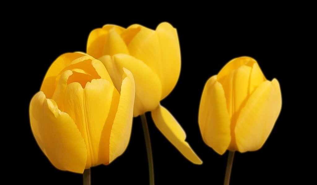 Обои цветы, черный фон, тюльпаны, желтые, flowers, black background, tulips, yellow разрешение 1920x1280 Загрузить