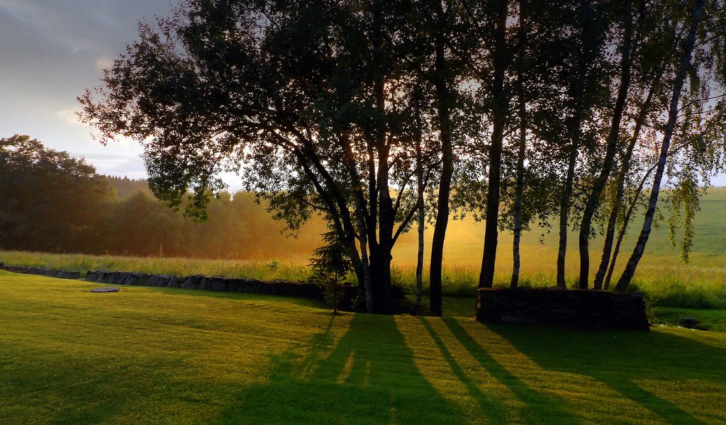 Обои небо, трава, деревья, стволы, тени, солнечный свет, the sky, grass, trees, trunks, shadows, sunlight разрешение 2560x1440 Загрузить