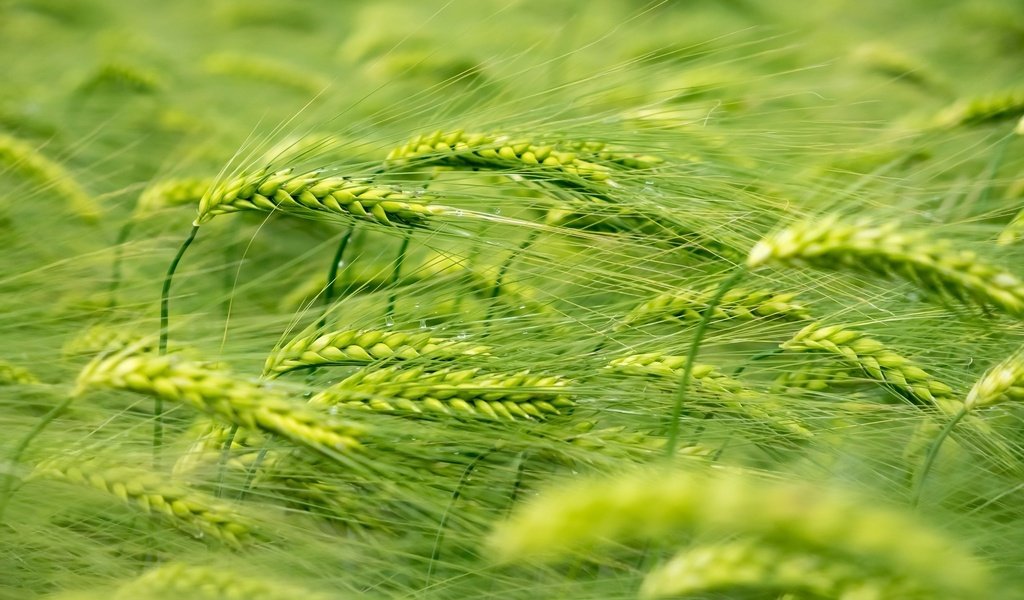 Обои природа, макро, лето, колосья, пшеница, ветер, растение, nature, macro, summer, ears, wheat, the wind, plant разрешение 2048x1365 Загрузить