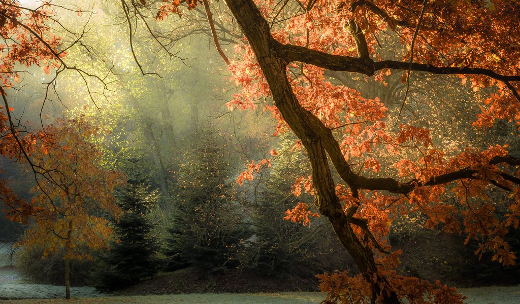 Обои свет, деревья, листья, лучи, осень, light, trees, leaves, rays, autumn разрешение 1920x1200 Загрузить