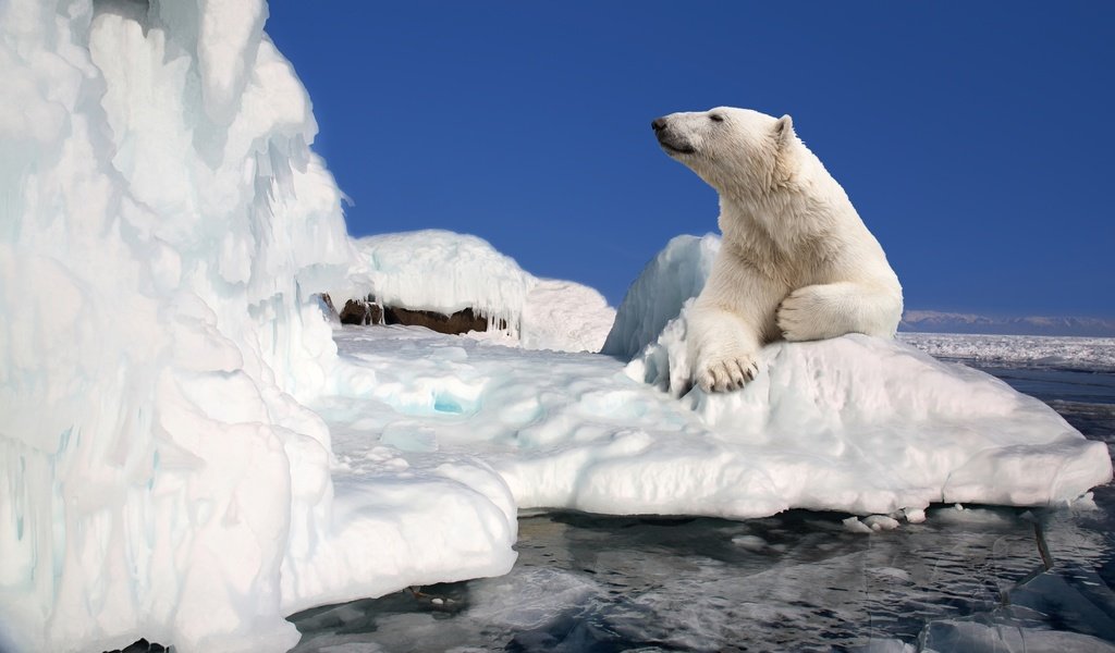 Обои небо, полярный медведь, медведь, лёд, льдины, белый медведь, арктика, the sky, polar bear, bear, ice, arctic разрешение 4242x2828 Загрузить