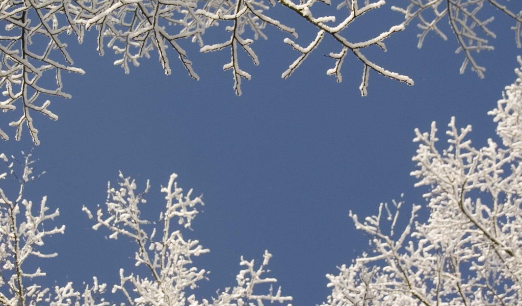 Обои небо, снег, дерево, зима, ветки, the sky, snow, tree, winter, branches разрешение 1920x1080 Загрузить