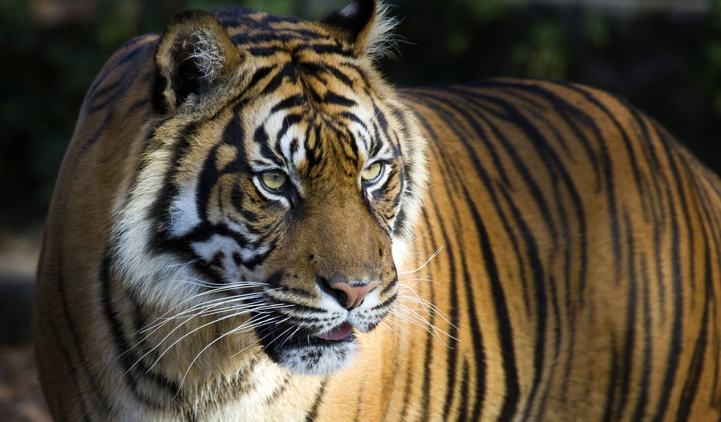 Обои тигр, фон, усы, взгляд, большая кошка, tiger, background, mustache, look, big cat разрешение 3840x2160 Загрузить